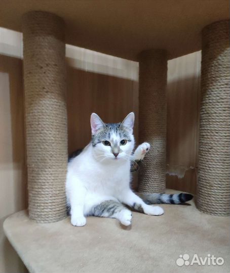 Кошечка в добрые руки