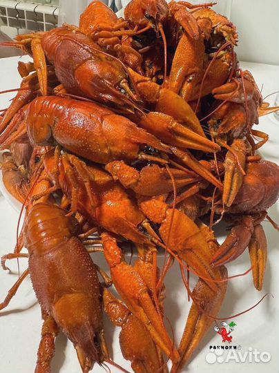 Живые раки с доставкой