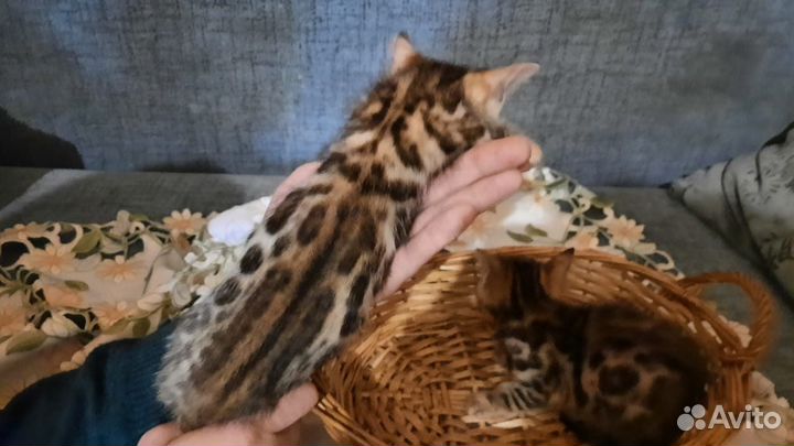 Бенгальская