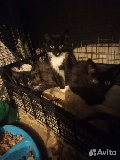 16 котят ищут надежных хозяев