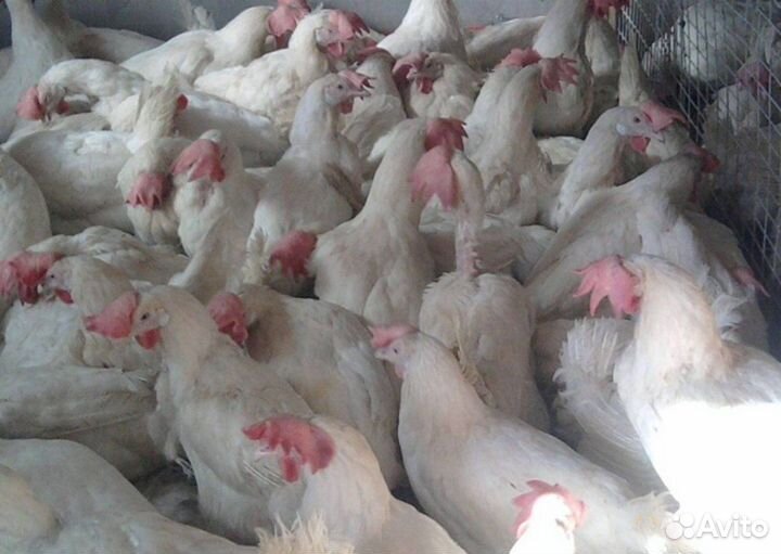 Куры несушки, бройлер, утки