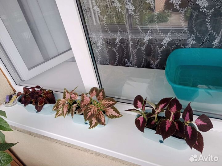 Продам отростки Колеусов