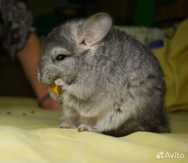 Шиншилла ангора, девочка, 5 месяцев