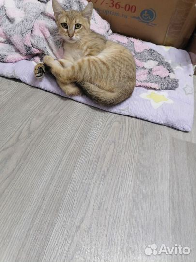 Котенок в дар