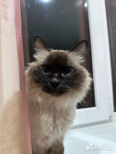 Красивая кошка с сиамским характером