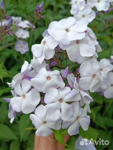 Флоксы, разные сорта