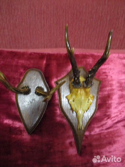 Рога лося и косули на медальоне