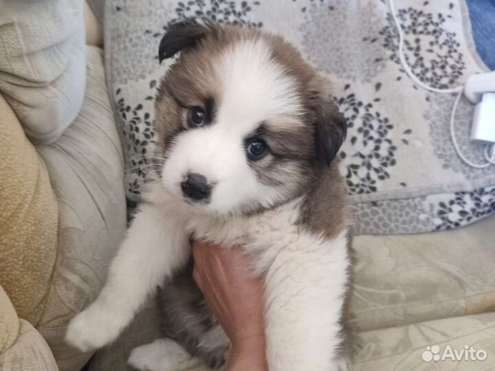 Маленькая собака в добрые руки