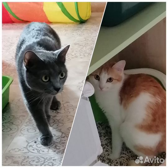 Отдам в добрые руки кошку или кота