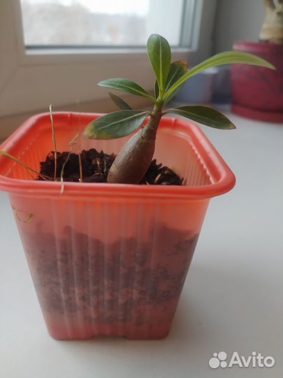 Адениум тучный