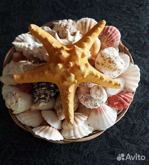 Морские ракушки + звезда
