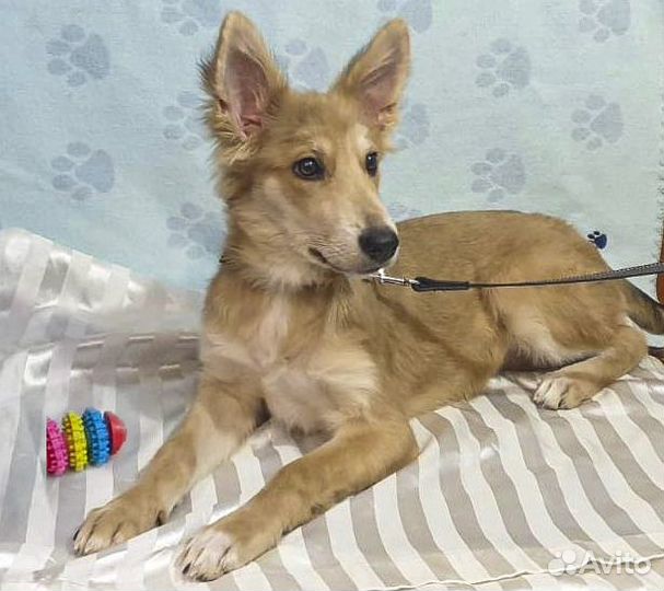 Привитая Элли - щенок-подросток, стерильная в дар