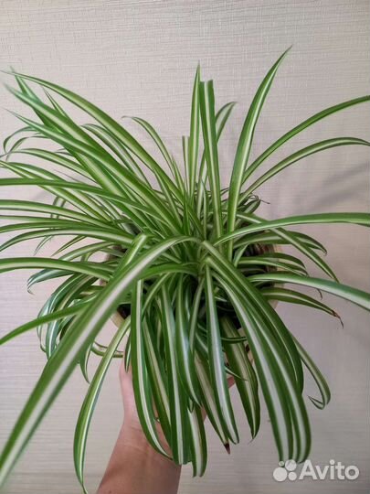 Хлорофитум