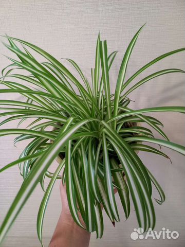 Хлорофитум