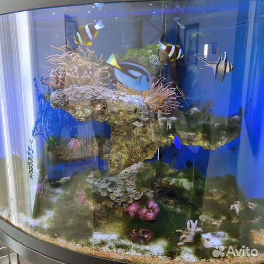 Аквариум с рыбками