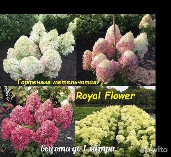 Гортензии