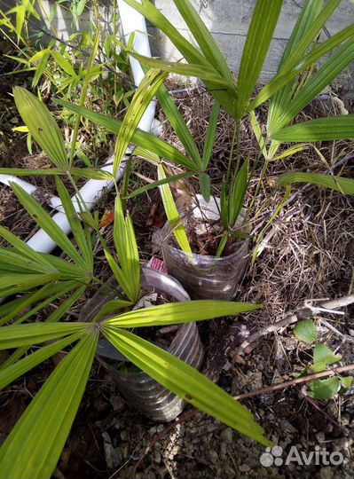 Пальма веерная. Плодовые и декоративные саженцы