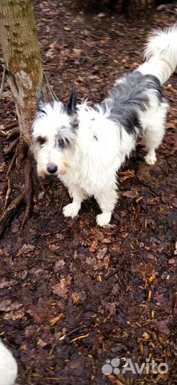 Возьму на передержку собаку или кошку