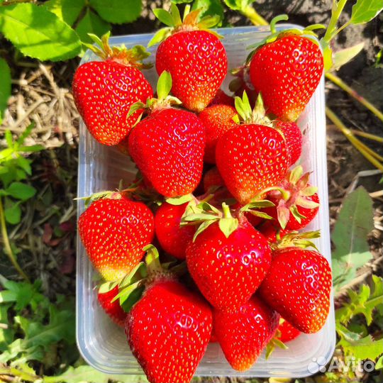Клубника Вивальди