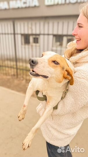 Собака в добрые руки