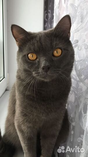 Вязка британец