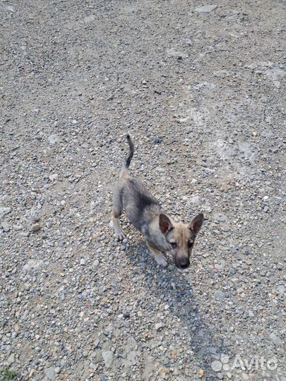 Щенок в добрые руки