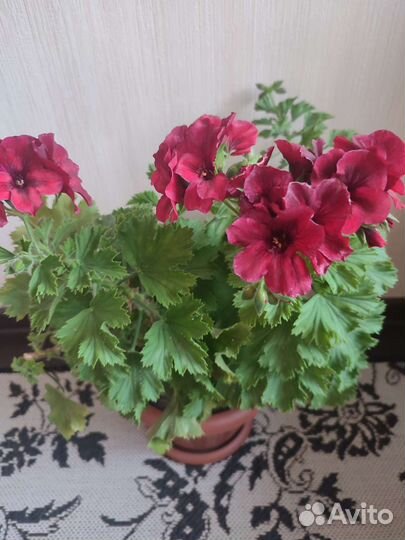 Пеларгония герань