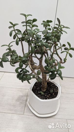 Замиокулькас и Толстянка