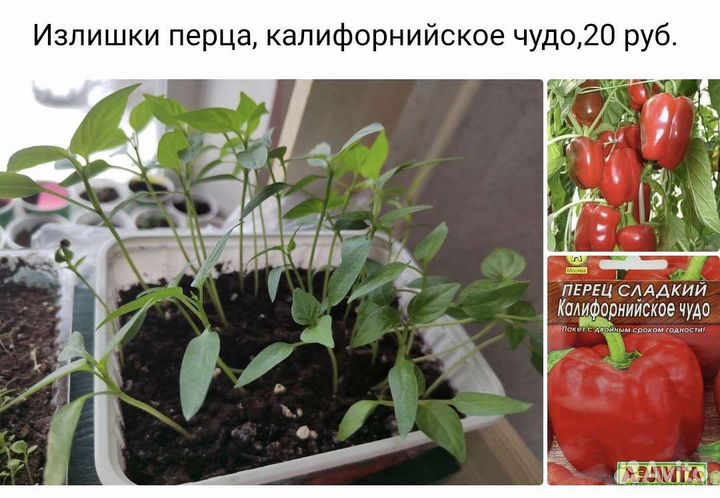 Рассада перцев