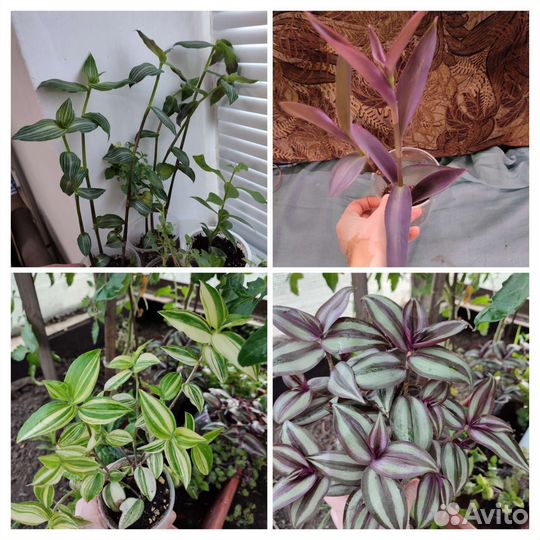 Традесканция