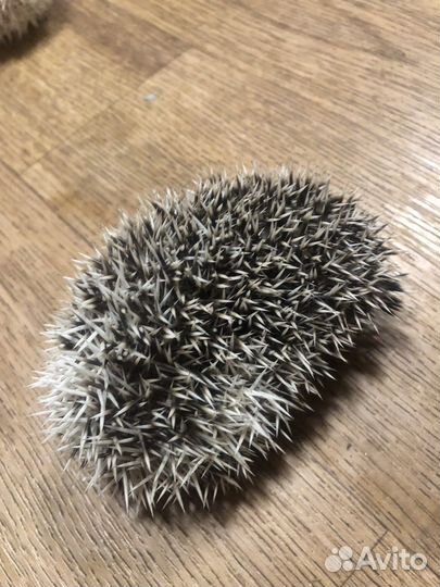 Африканский карликовый ежик