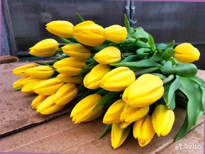Тюльпаны к 8 марта оптом