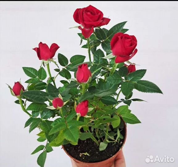 Роза комнатная домашняя