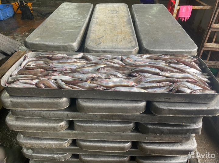 Свежемороженая рыба оптом. От производтеля