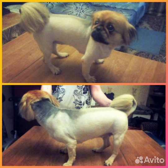 Стрижка кошек и собак с выездом на дом, все районы