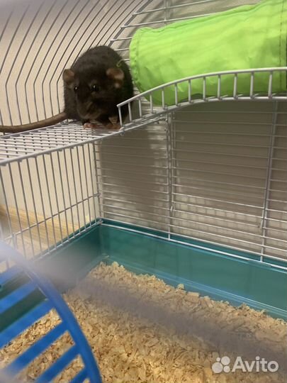 Крысы дамбо