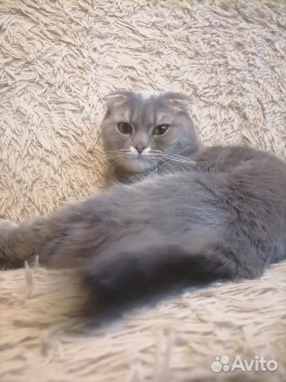 Отдам в добрые руки