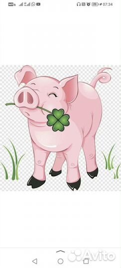 Продам поросят