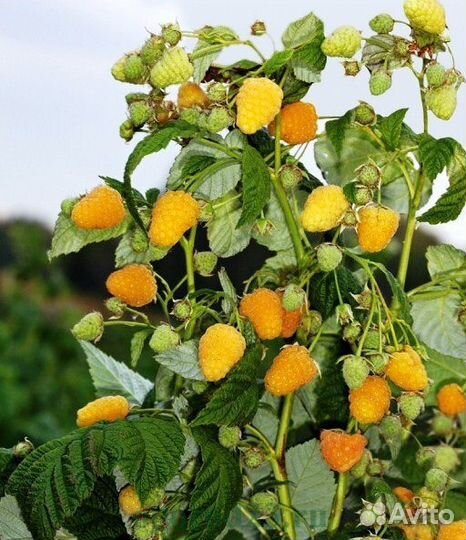 Саженцы желтой ремонтантной малины