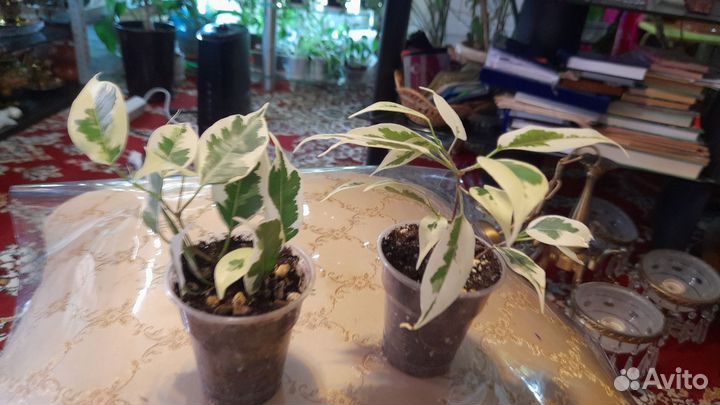 Декабрист белый и много других