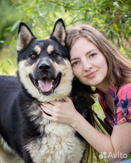 Овчарка, метис в добрые руки