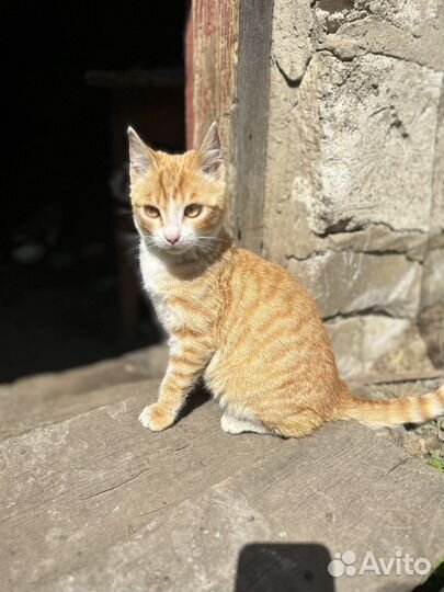 Тотошка, 5 мес