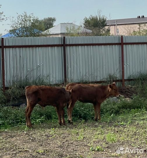 Бычок и телка