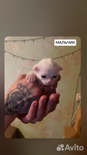 Котята в добрые руки