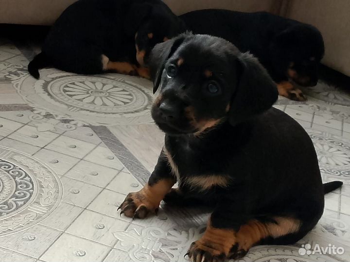 Щенки таксы