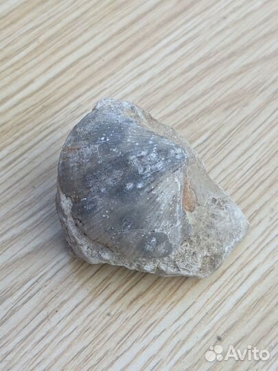 Древняя окаменелость Брахиопода на породе