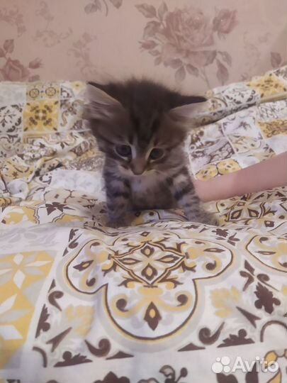 Отдам котенка мальчик