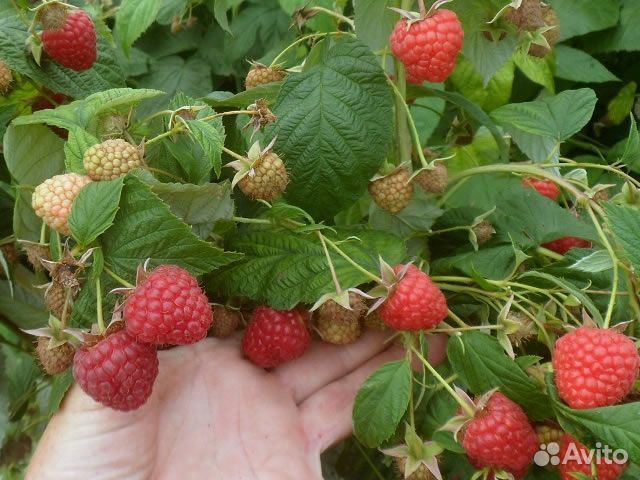 Саженцы малины