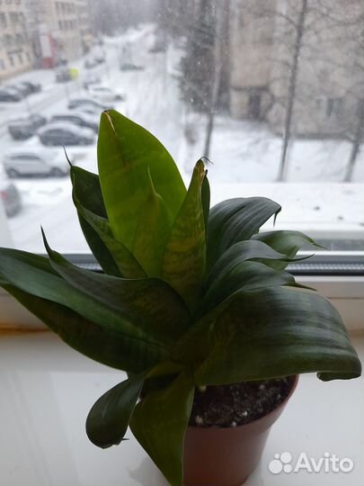 Сансевиерия ханни