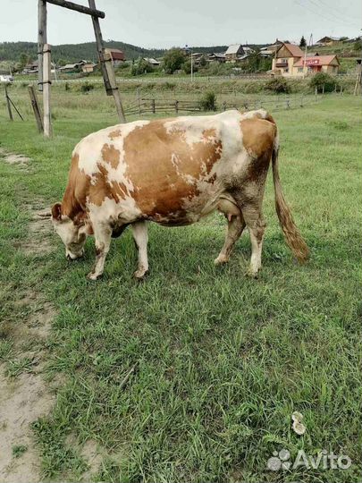 Продаю корову